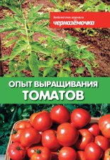 Опыт выращивания томатов